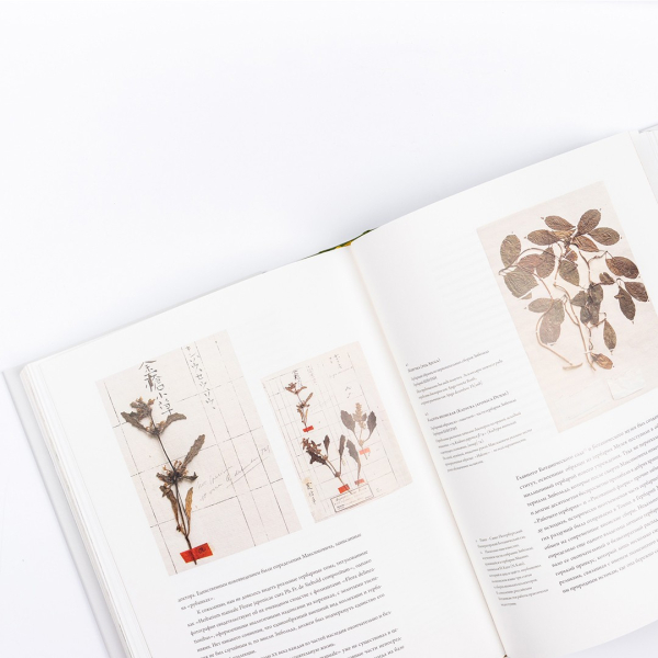 Рисованная Японская Флора доктора Зибольда и ее 200-летняя история Арка  купить онлайн